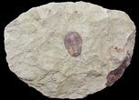Ordovician Euloma Trilobite - Zagora, Morocco #45097-1